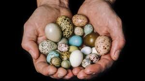 Birds Egg